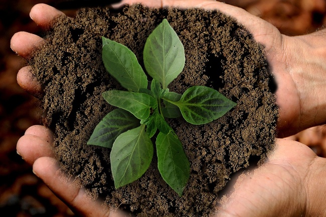Zwei Hände halten Erde mit Pflanze © anncapictures, pixabay